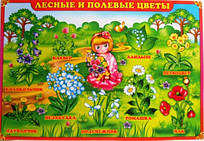 Плакат А2 Лісові та польові квіти ЕУ-П-33