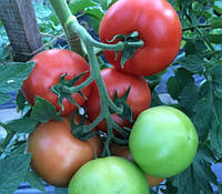 Насіння томату Клад F1/Klad F1 250 насіння Lark seeds