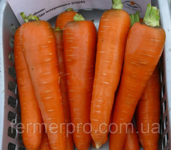Насіння моркви Курода 0.5 кг Lark Seeds