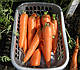 Насіння моркви Курода 0.5 кг Lark Seeds, фото 3