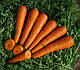 Насіння моркви Курода 0.5 кг Lark Seeds, фото 4