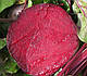 Насіння буряків Детройт Дарк Ред 400 грамів Lark seeds, фото 2