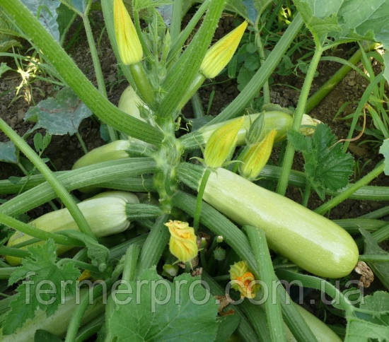 Насіння кабачка Муфаса F1 500 насіння.  Lark Seeds, фото 1