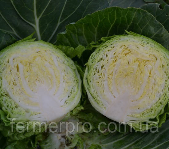 Насіння капусти Капітал F1 2500 насінин Lark Seeds, фото 1