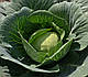 Насіння капусти Капітал F1 2500 насінин Lark Seeds, фото 3
