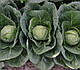 Насіння капусти Капітал F1 2500 насінин Lark Seeds, фото 5