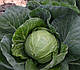 Насіння капусти Капітал F1 2500 насінин Lark Seeds, фото 8
