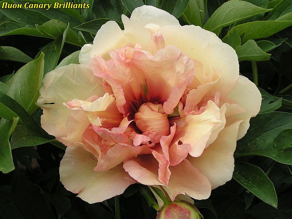 Півонія Itoh "Canary Brilliants" (Кенеарі Діаліантс) корінь, фото 1