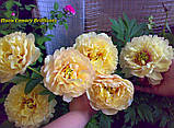 Півонія Itoh "Canary Brilliants" (Кенеарі Діаліантс) корінь, фото 2