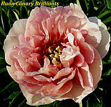 Півонія Itoh "Canary Brilliants" (Кенеарі Діаліантс) корінь, фото 4