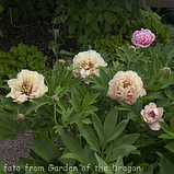 Півонія Itoh "Canary Brilliants" (Кенеарі Діаліантс) корінь, фото 5