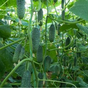 Кароліна F1 огірок (Lark Seeds), 10 насіння — ранній гібрид (45 днів), партенокарпік (до 2020), фото 1