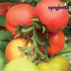 Семена томата Кабинет F1 (Syngenta) 500 семян — ранний (55 дней), красный, полудетерминантный, круглый