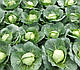 Насіння капусти Престар F1 2500 насінин Takii Seeds, фото 3