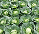 Насіння капусти Престар F1 2500 насінин Takii Seeds, фото 2