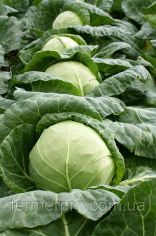 Насіння капусти Ортус F1 2500 cем. Takii Seeds 