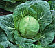 Насіння капусти Ортус F1 2500 cем. Takii Seeds , фото 3