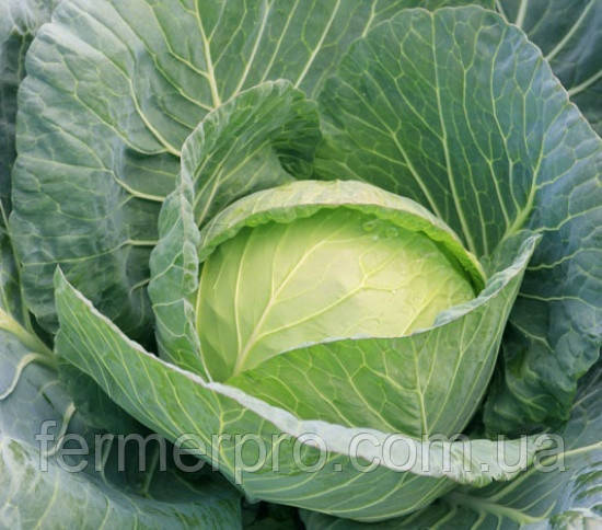 Насіння капусти Чірз F1 10 грамів Takii Seeds