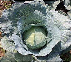 Насіння капусти Отм Кінг F1, 2500 насінин,Takii Seeds