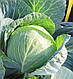Насіння капусти Структу F1 2500 сем'ян Takii Seeds, фото 4