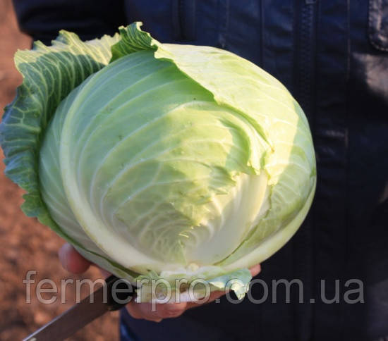 Насіння капусти Структу F1 2500 сем'ян Takii Seeds