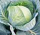 Насіння капусти Структу F1 2500 сем'ян Takii Seeds, фото 3