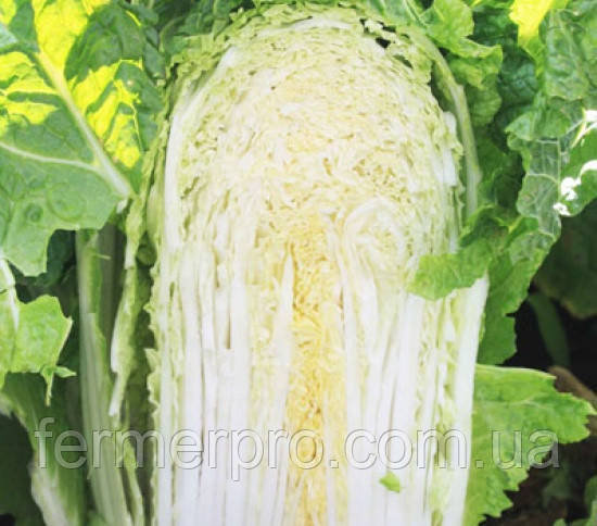 Насіння капусти пекінська К'юстар F1 каліброваних 2500 насіння Takii Seeds , фото 1