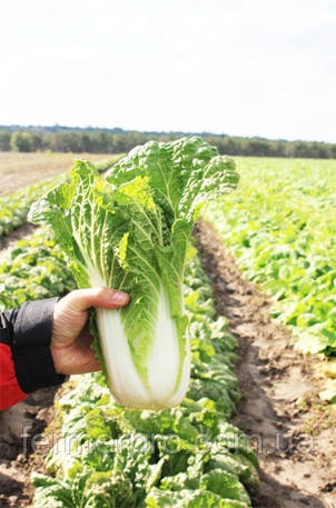 Насіння пекінської капусти Орієнт Стар F1 2500 насіння Takii Seeds