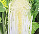Насіння пекінської капусти Орієнт Стар F1 2500 насіння Takii Seeds, фото 3
