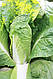 Насіння пекінської капусти Ендуро F1 2500 насіння Takii Seeds, фото 2