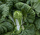 Насіння пекінської капусти Ендуро F1 2500 насіння Takii Seeds, фото 6