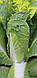 Насіння пекінської капусти Ендуро F1 2500 насіння Takii Seeds, фото 5