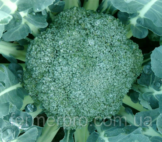Насіння капусти броколі Квінта F1 2500 насіння Takii Seeds, фото 1