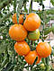 Насіння томату Маматаро Голд (TI-169) F1 500 насінин Takii seeds, фото 2