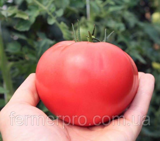 Насіння томата Пінк Делі (ТЕХ 2720) F1 500 насіння Takii Seeds
