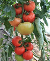 Насіння томату ТИХ 2720 F1 250 насінин Takii Seeds