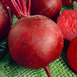 Буряк Бордо, 40 г