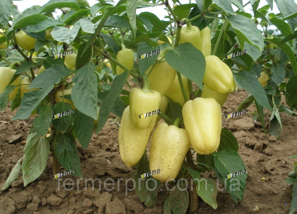 Насіння перцю Амі (Amy) 1000 насіння Semo, фото 1