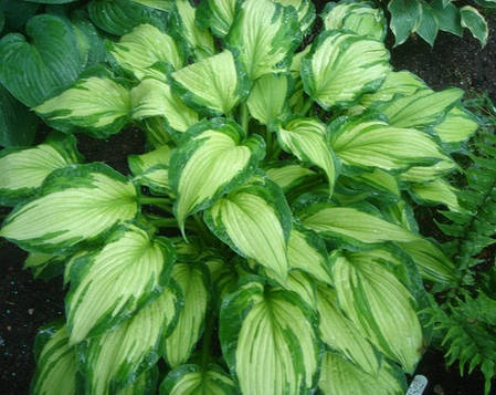 Хоста Fortunei Albopicta, фото 3