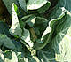 Насіння капусти кольоровий Локріс F1 1000 насіння Hazera, фото 2