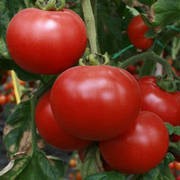 Насіння томату напівдетермінантного проф