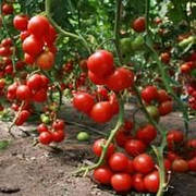Насіння томату червоного індетермінантного проф