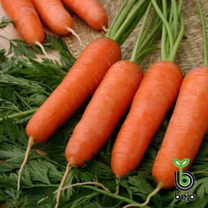 Насіння моркви Каріні 50 г (Бейо/Bejo) — рання сортова (100 днів), тип Курода, фото 2