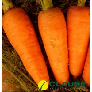 Насіння моркви Болтекс (Clause), 0,5 кг — середньопізня сортова (110-120 днів), тип Шантане, фото 2