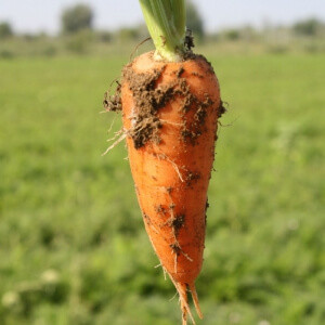 Насіння моркви Шантане Ред Кор (Nunhems) 1 кг — середньорання сортова (78-86 днів), тип Шантане