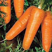 Насіння моркви Шантане Ред Кор (Nunhems) 1 кг — середньорання сортова (78-86 днів), тип Шантане, фото 3