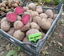 Насіння буряка Камаро F1 100.000 насіння Hazera