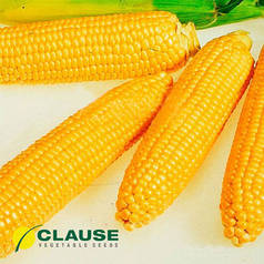 Насіння кукурудзи Леженд F1 (Clause), 1 кг — рання (70 днів), цукрові