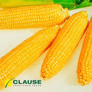 Насіння кукурудзи Леженд F1 (Clause), 10 кг — рання (70 днів), цукрова, фото 1