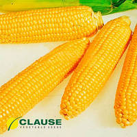 Семена кукурузы Леженд F1 (Clause), 10 кг ранняя (70 дней), сахарная